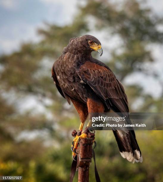a harris hawk on its perch. - harris hawk stock pictures, royalty-free photos & images