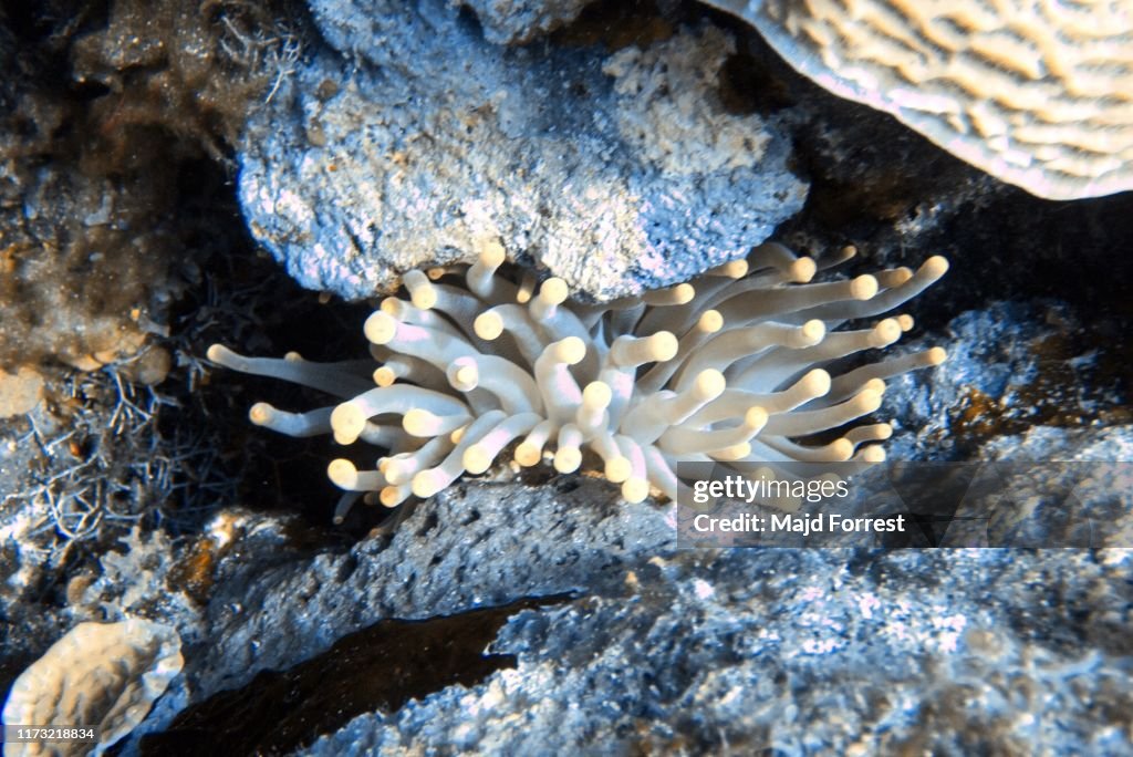 Giant Caribbean Sea Anemone (Condylactis gigantea), Grand Cayman, Cayman Islands