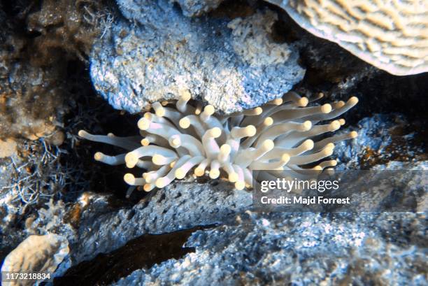 giant caribbean sea anemone (condylactis gigantea), grand cayman, cayman islands - condylactis anemone stock pictures, royalty-free photos & images