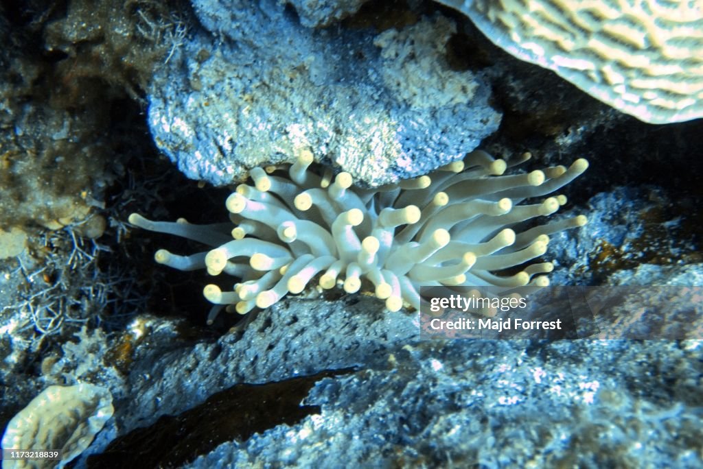 Giant Caribbean Sea Anemone (Condylactis gigantea), Grand Cayman, Cayman Islands