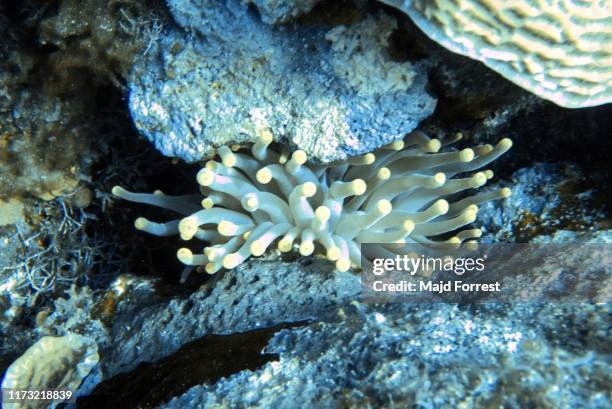 giant caribbean sea anemone (condylactis gigantea), grand cayman, cayman islands - condylactis anemone stock pictures, royalty-free photos & images