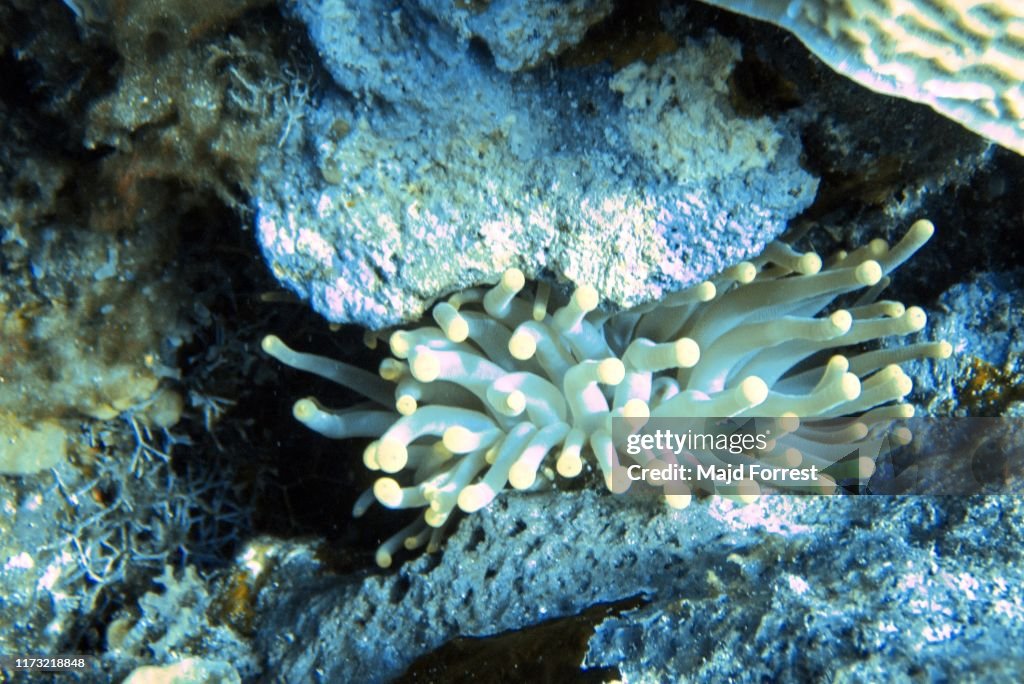 Giant Caribbean Sea Anemone (Condylactis gigantea), Grand Cayman, Cayman Islands