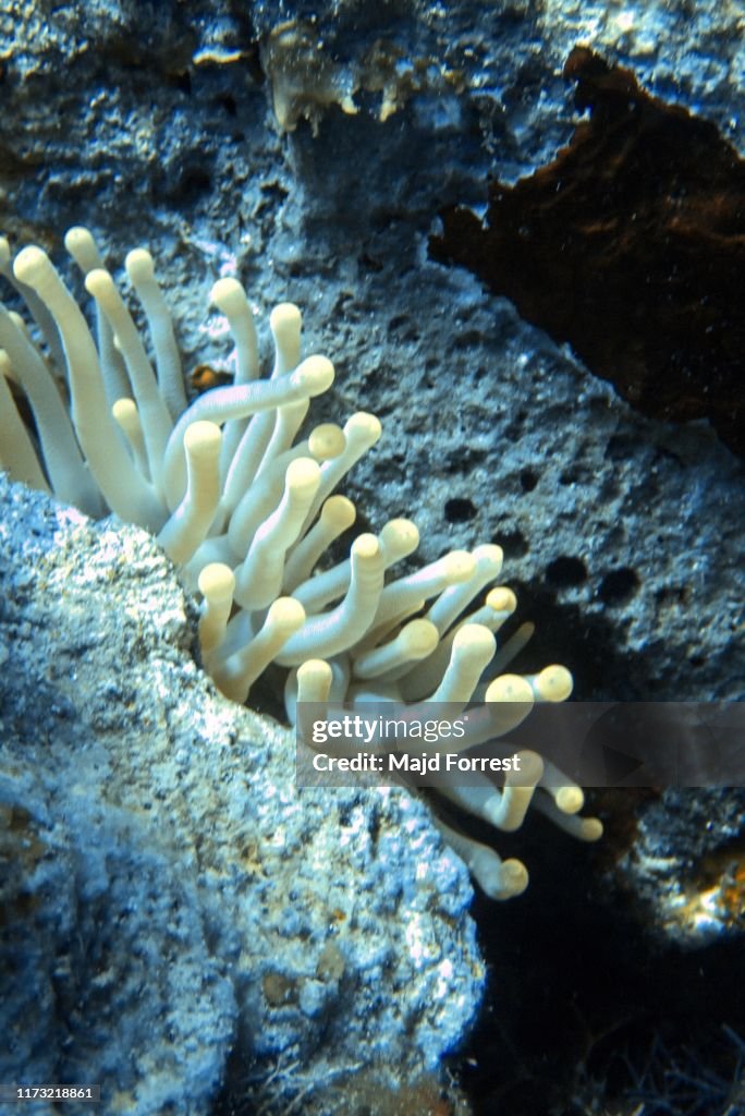Giant Caribbean Sea Anemone (Condylactis gigantea), Grand Cayman, Cayman Islands