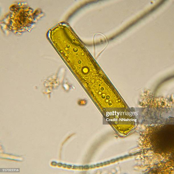 diatom, pinnularia species, micrograph - pinnularia stock pictures, royalty-free photos & images