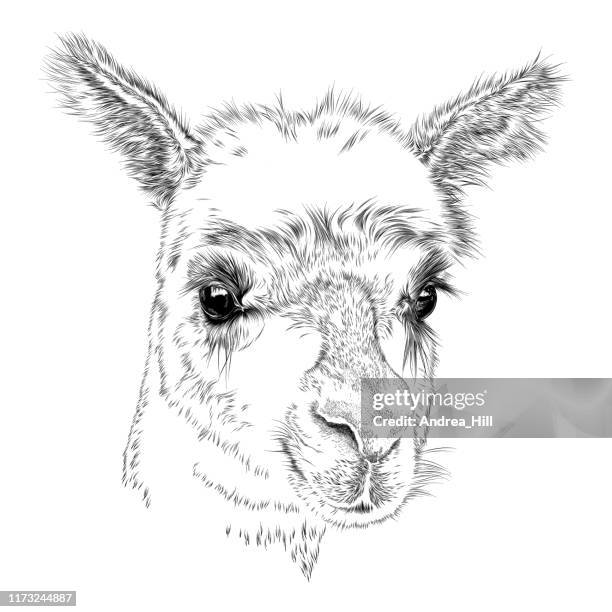 süßes gesicht eines alpaka oder lama, vektor-zeichnung - alpaka stock-grafiken, -clipart, -cartoons und -symbole