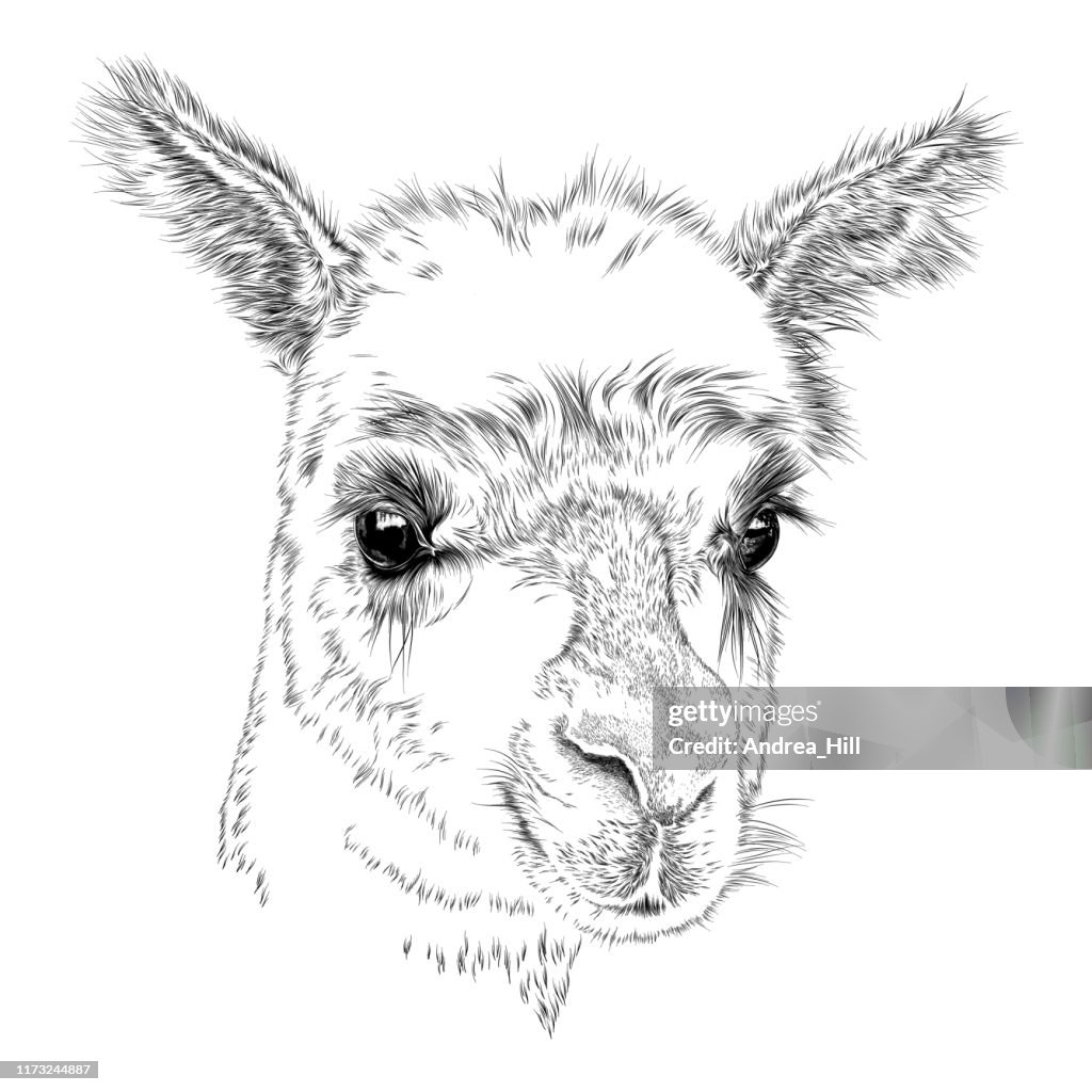 Cara bonita de una alpaca o llama, dibujo vectorial