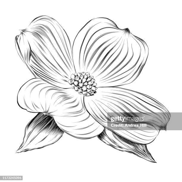 136点の植物 ハナミズキイラスト素材 Getty Images 136点の植物 ハナミズキイラスト素材 Getty Images