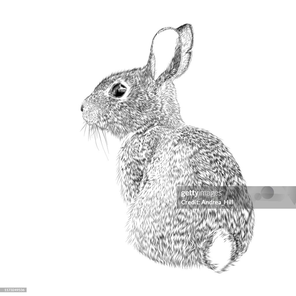 Dibujo de tinta vectorial de conejito de Pascua