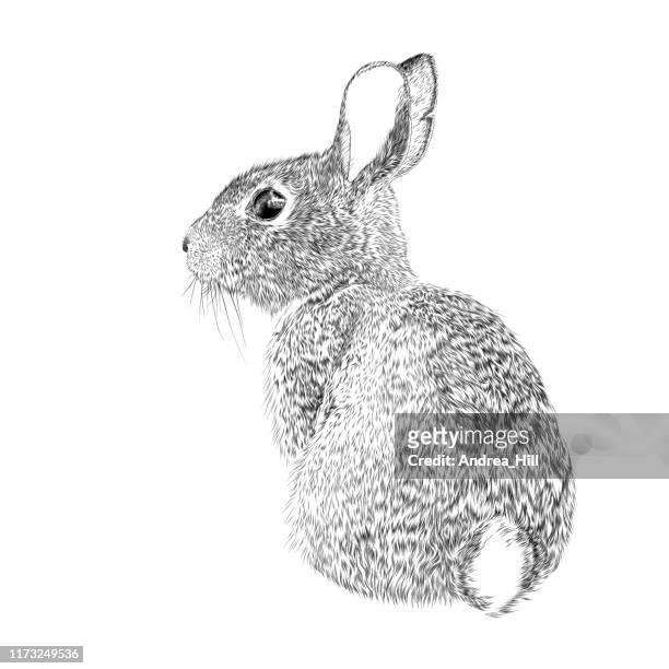 easter bunny vector ink drawing - animal stock illustrations