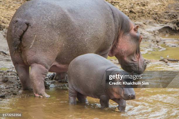adult and baby hippopotamus - baby hippo stock pictures, royalty-free photos & images