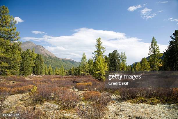 larchs in valley river karatosh - cedar river stock pictures, royalty-free photos & images