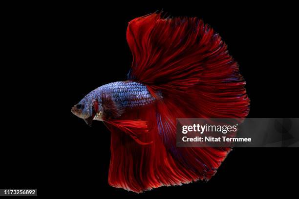 multi colored of siamese fighting fish ( betta splendens ). - kampffische stock-fotos und bilder
