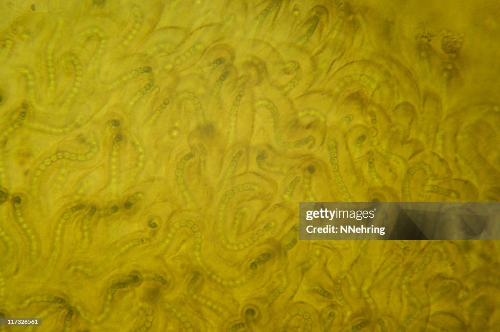 Nostoc cyanobacteria