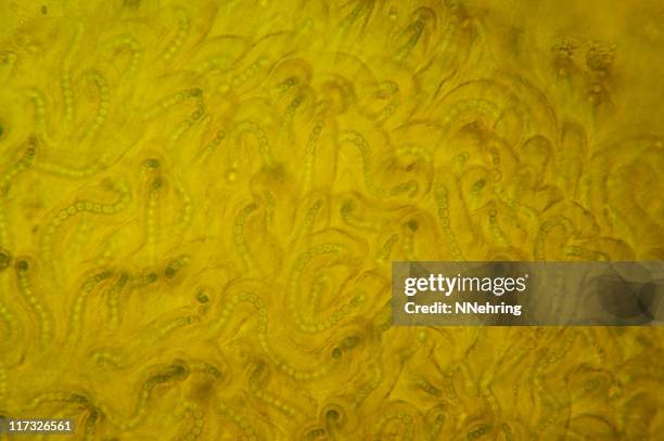 nostoc cyanobacteria - nostoc stock pictures, royalty-free photos & images
