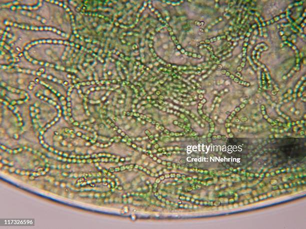nostoc cyanobacteria micrograph - nostoc stock pictures, royalty-free photos & images
