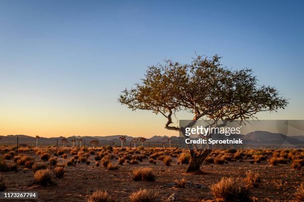 verweerde woestijn boom bij laatste licht - landscape africa stockfoto's en -beelden