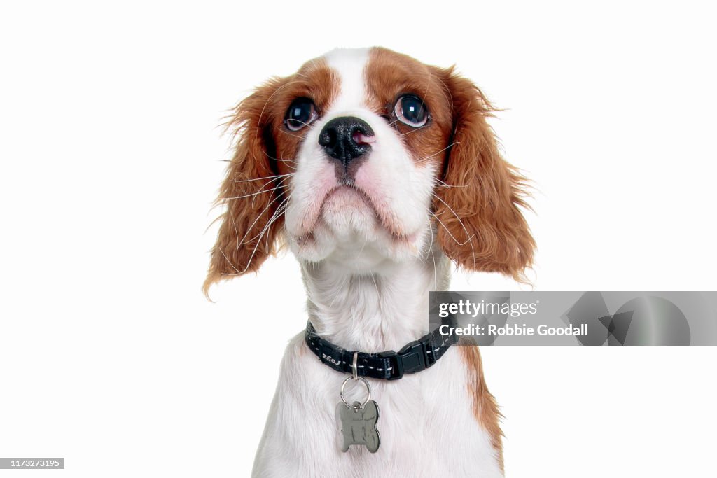 Headshot of a Cavalier King Charles Spaniel puppy looking at the camera on a white background