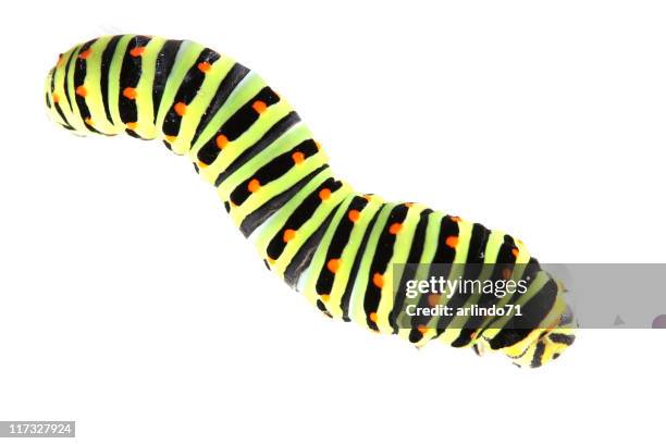 green and black caterpillar with orange dots on its back  - caterpillar stock pictures, royalty-free photos & images