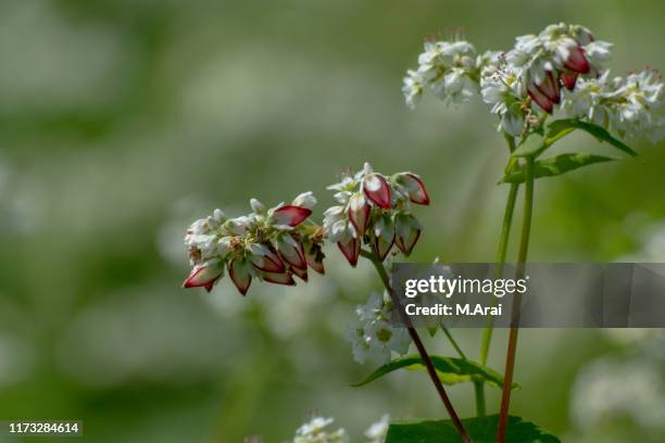 buckwheat - boekweit stockfoto's en -beelden