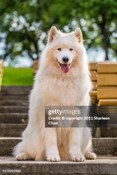 samoyed dog - samojeed stockfoto's en -beelden