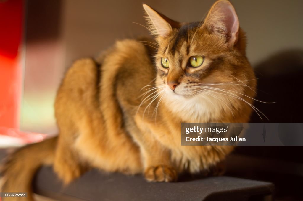 Pedigree orange Somali cat portrait