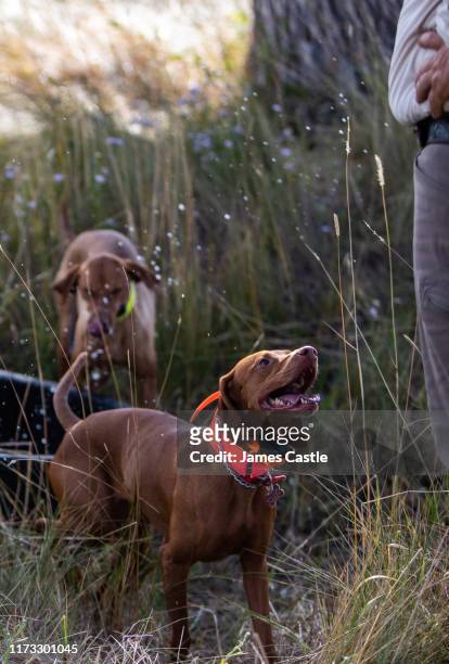 happy hunting dog - apportierhund stock-fotos und bilder