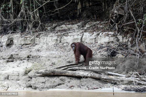 Borneo orangutan is seen in Kaja island at Sei Gohong Villages in Palangka Raya, Central Kalimantan province, Indonesia, October 3, 2019. The...