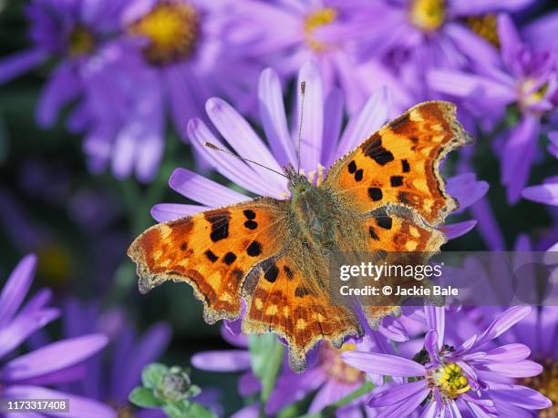 comma butterfly on michaelmas daisies - comma butterfly stock pictures, royalty-free photos & images