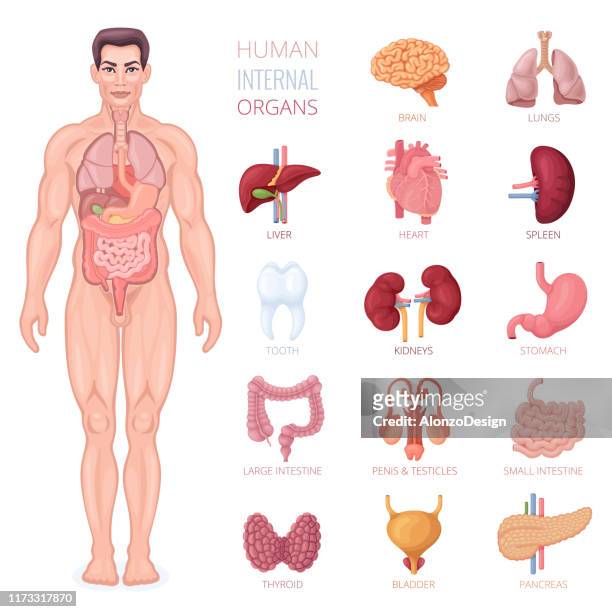 human body and internal organs - abdomen diagram stock illustrations