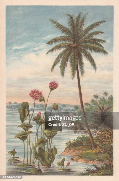 lotusblüte und kokospalme, chromolithograph, erschienen 1894 - gravur stock-grafiken, -clipart, -cartoons und -symbole