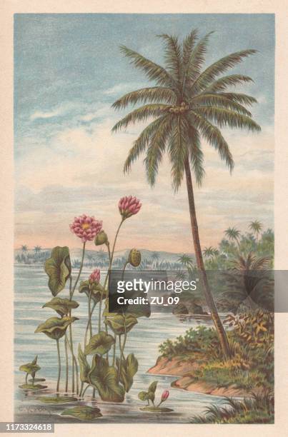 illustrazioni stock, clip art, cartoni animati e icone di tendenza di fiore di loto e palma da cocco, cromotiografo, pubblicato nel 1894 - coconut