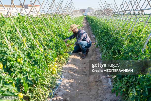 agriculture de tomate d'agriculteur méditerranée - agriculteur arabe photos et images de collection