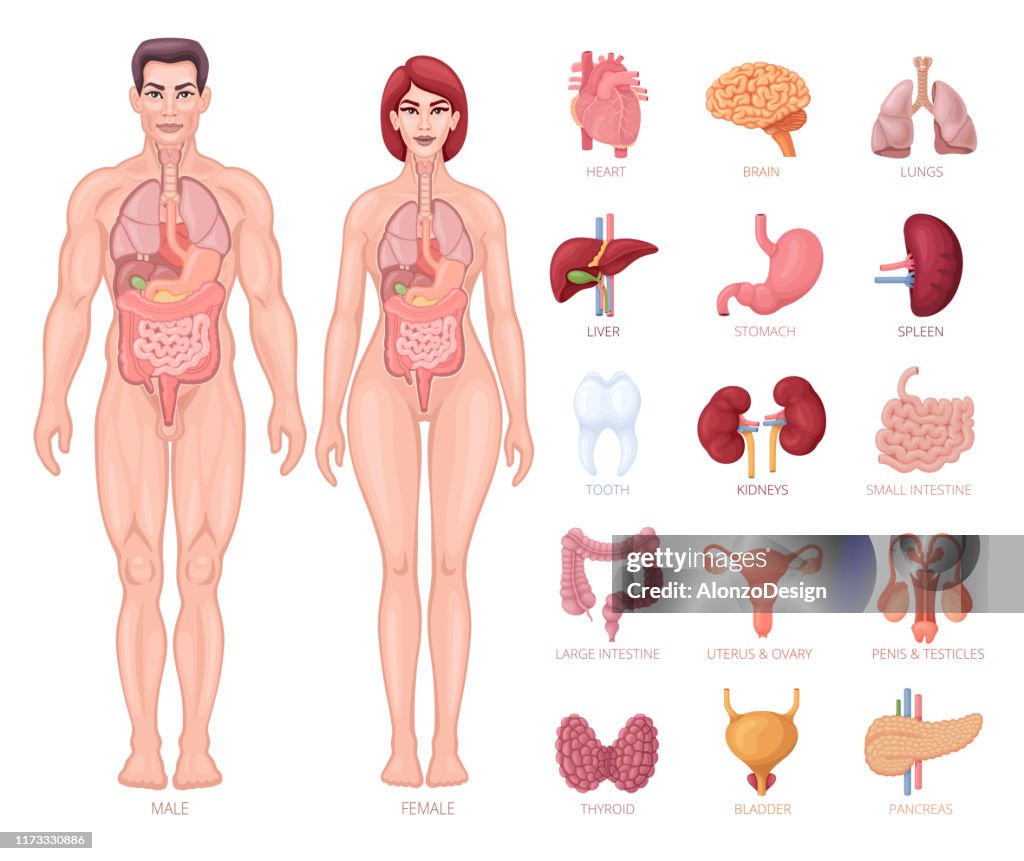 Anatomie Humaine Corps Mâle Et Femelle Avec Des Organes Illustration -  Getty Images