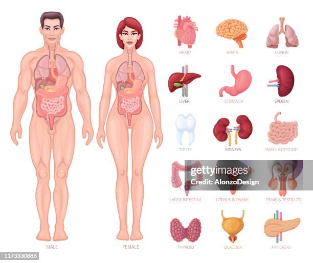 ilustrações, clipart, desenhos animados e ícones de anatomia humana. corpo masculino e fêmea com órgãos. - human body part