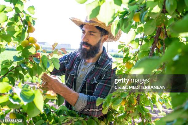 apricots fruit harvest farmer man - peach orchard stock pictures, royalty-free photos & images