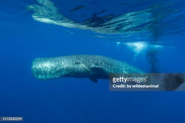 adult sperm whale defecating as it swims, ligurian sea, mediterranean, italy. - 動物の雄 ストックフォトと画像