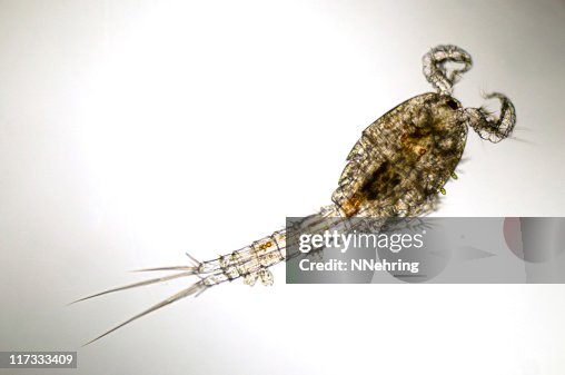 Copepod micrograph Copepod micrograph