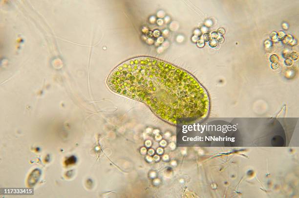 paramecium bursaria micrograph - lichtmicroscopische-foto stockfoto's en -beelden
