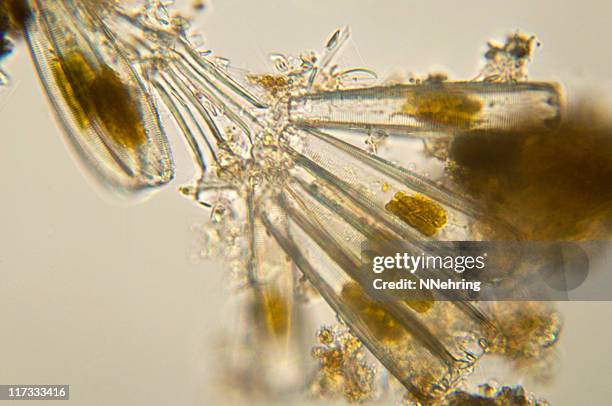 colonia de diatoms micrografía - frustule fotografías e imágenes de stock