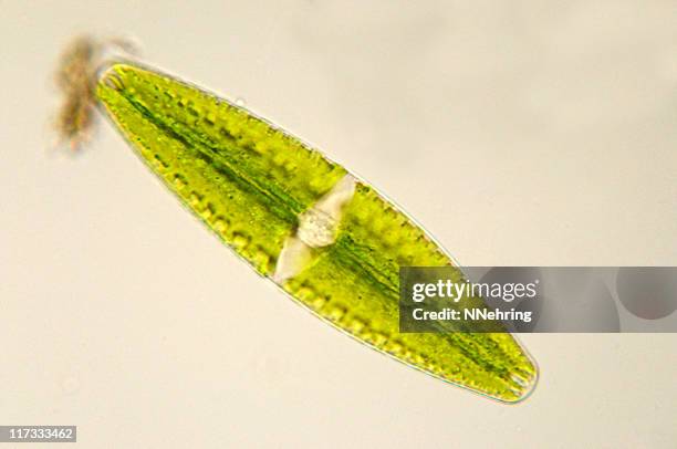 netrium desmid micrograph - chloroplast stock pictures, royalty-free photos & images