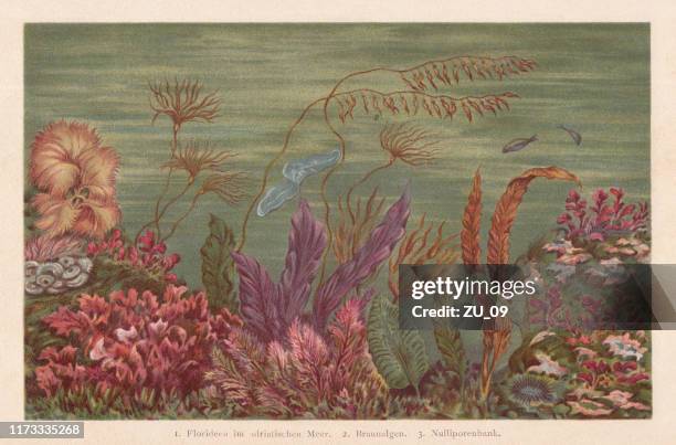 seaweed, chromolithograph, published in 1894 - kelp stock illustrations