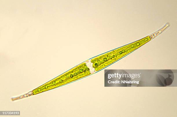 closterium desmidie aufnahme - chloroplasten stock-fotos und bilder