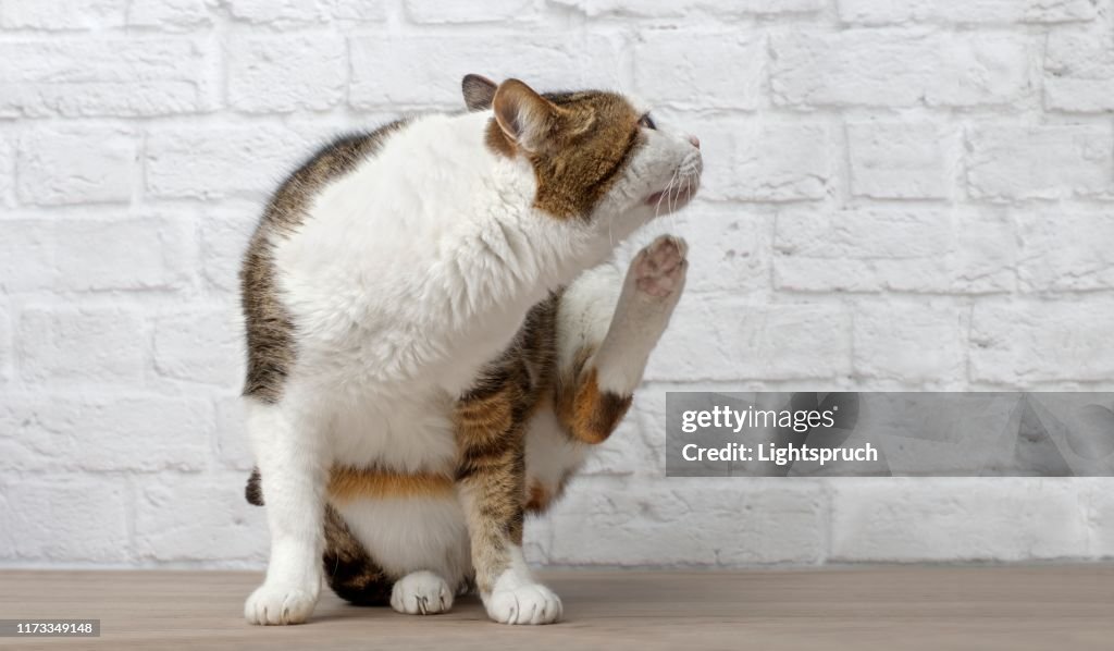 Indoor tabby cat is trying to scratch her ear.