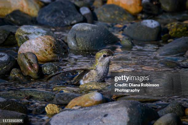 female calliope hummingbird taking a bath in a stream near bandon beach, oregon - calliope hummingbird stock pictures, royalty-free photos & images