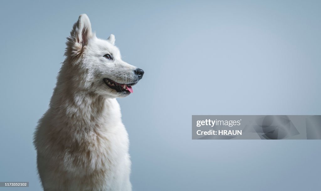 Samoyed looking away in studio