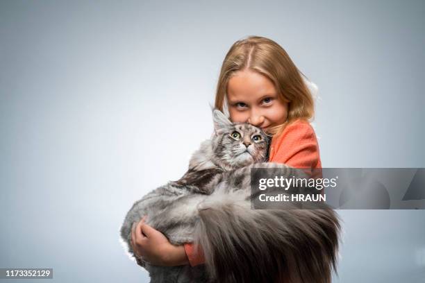 mädchen hält maine coon katze über grauen hintergrund - maine coon cat stock-fotos und bilder