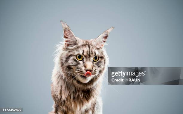 close-up of maine coon against gray background - cat sticking out tongue stock pictures, royalty-free photos & images