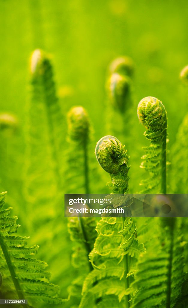 Curled fern leaves in forest