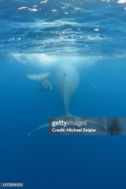 mom and calf humpback whales - humpback whale tail stock pictures, royalty-free photos & images