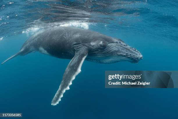 playful juvenile humpback whale at the surface - humpbacks imagens e fotografias de stock